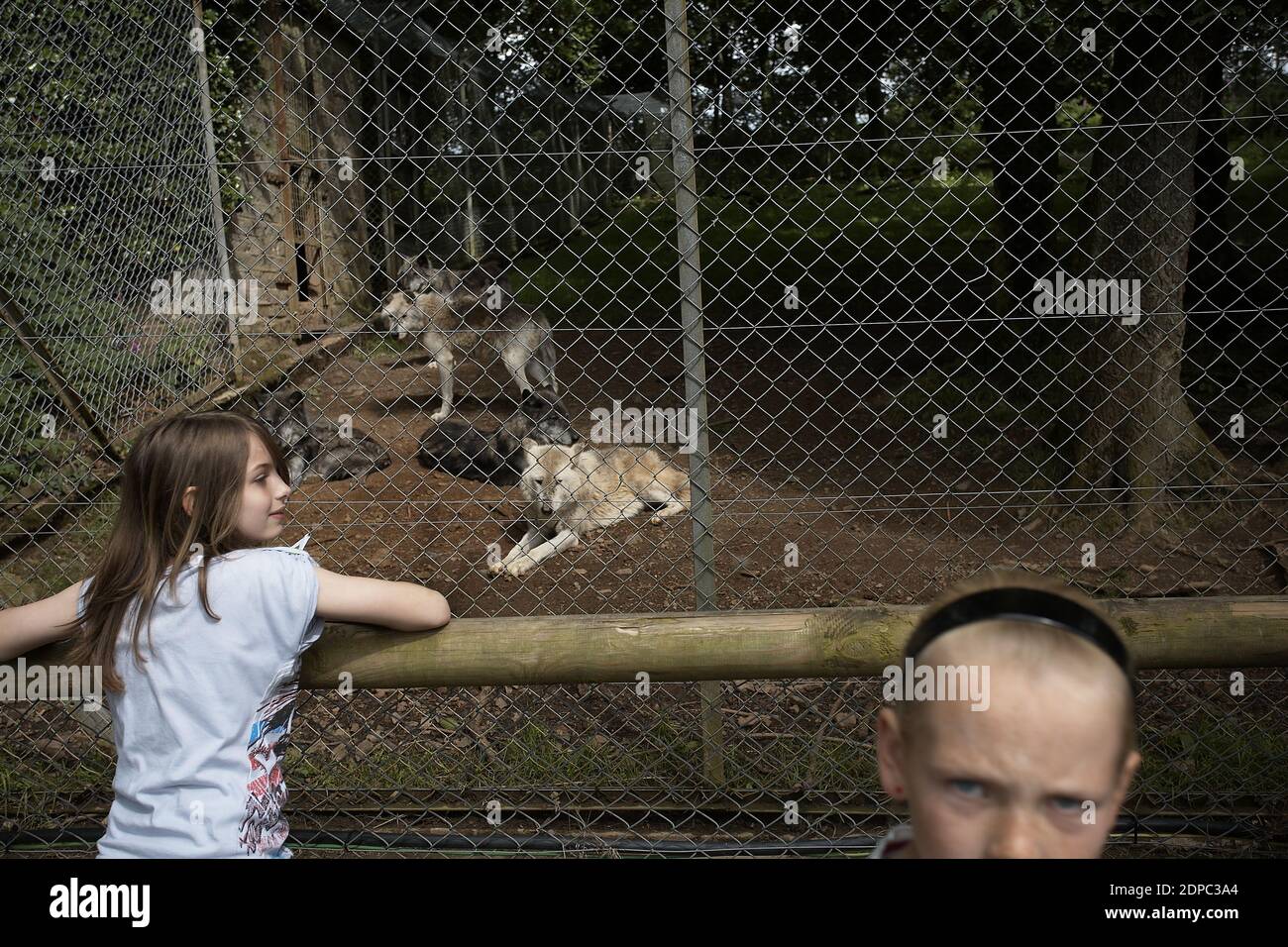 GREAT BRITAIN / England /Dartmoor/Wolves at Dartmoor Zoological Park