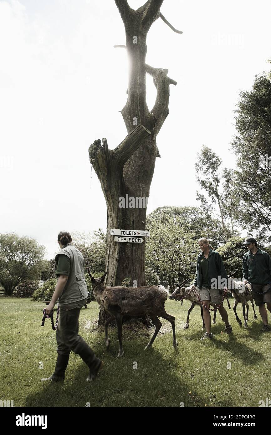 GREAT BRITAIN / England /Dartmoor/Dartmoor Zoological Park near