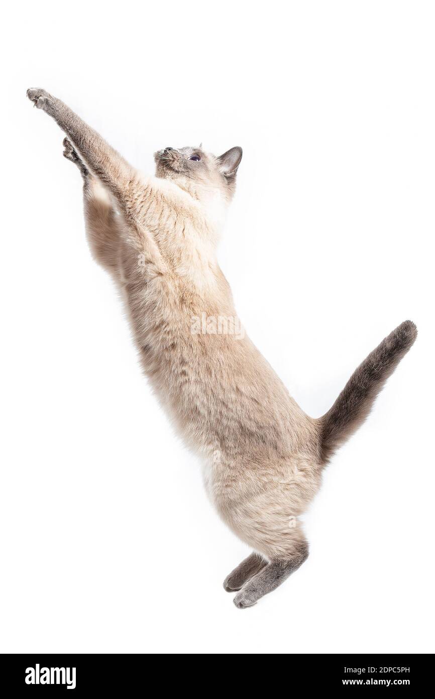 The Cat Jumps Up And Stretches Out To The Full Height Thai Cat In Jump Up Isolated On White Foie Stock Photo Alamy