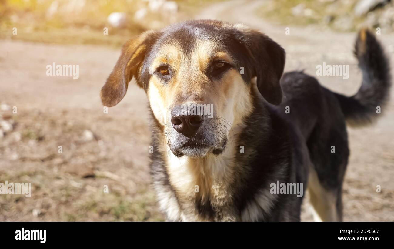 Amazing clever dog with beautiful fur and brown eyes looks into distance and wags pretty tail under bright sunshine close view Stock Photo