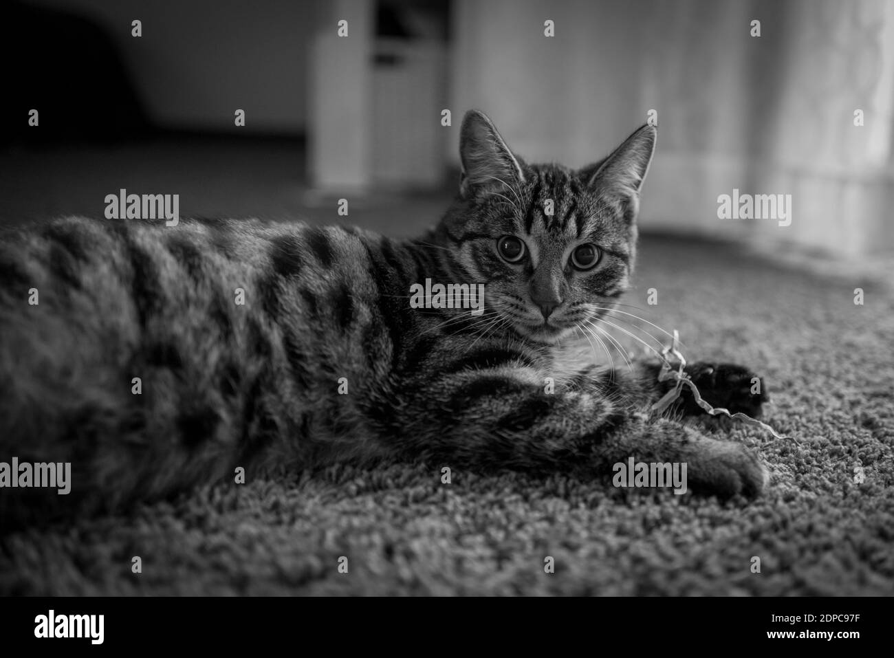 a gray house cat lies comfortably on the ground and looks into the