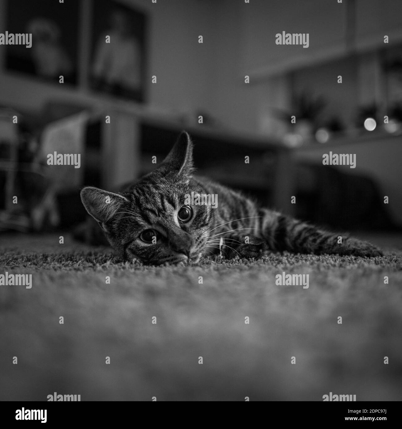 a gray house cat lies comfortably on the ground and looks into the