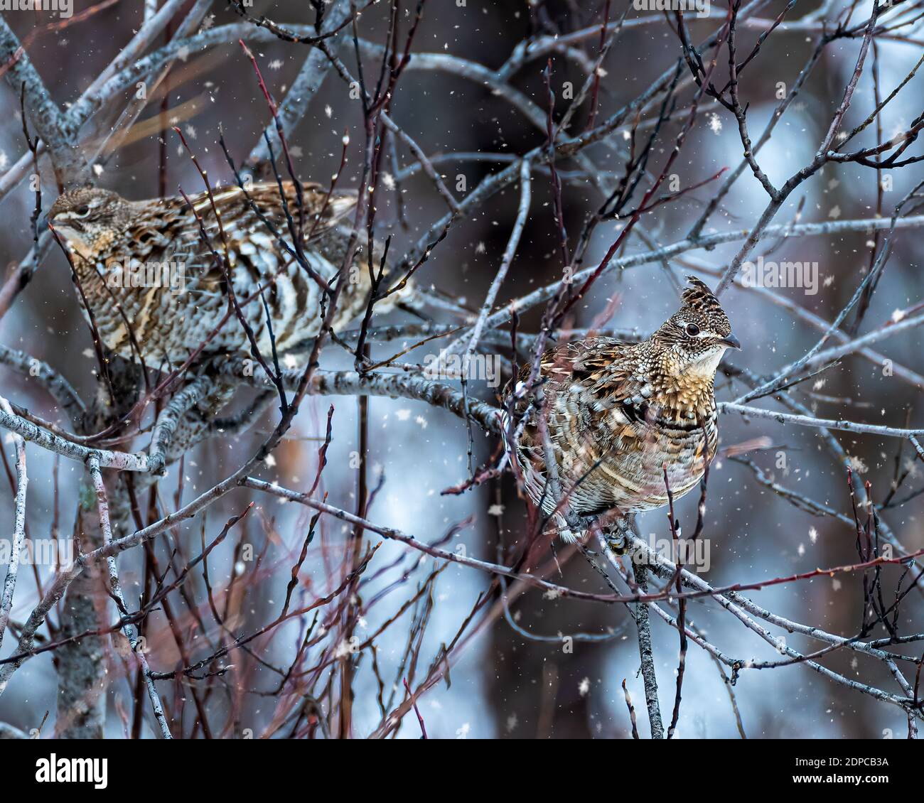 Male and female ruffed grouses (Bonasa umbellus) in trees Stock Photo