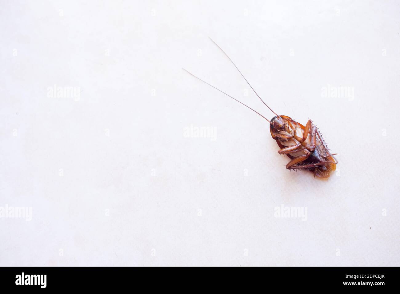 how to get rid of cockroaches in car malaysia