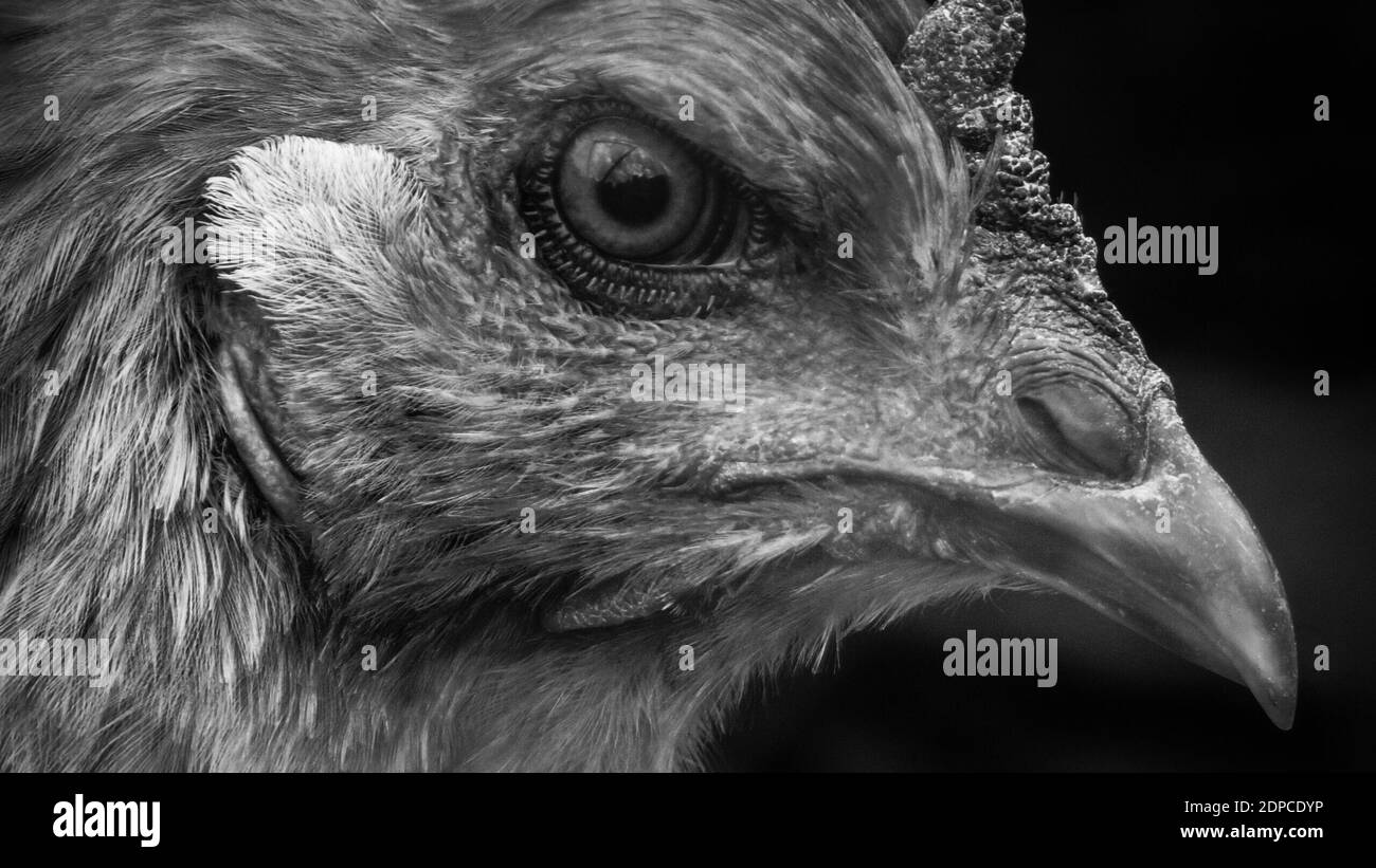 Chicken in foreground Black and White Stock Photos & Images Alamy