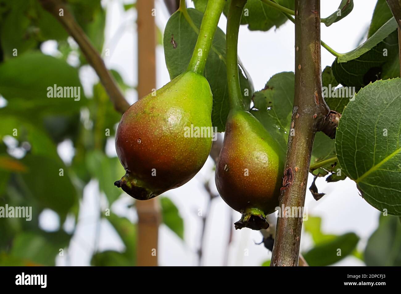 Two green pears hanging from a branch in a tree Stock Photo - Alamy