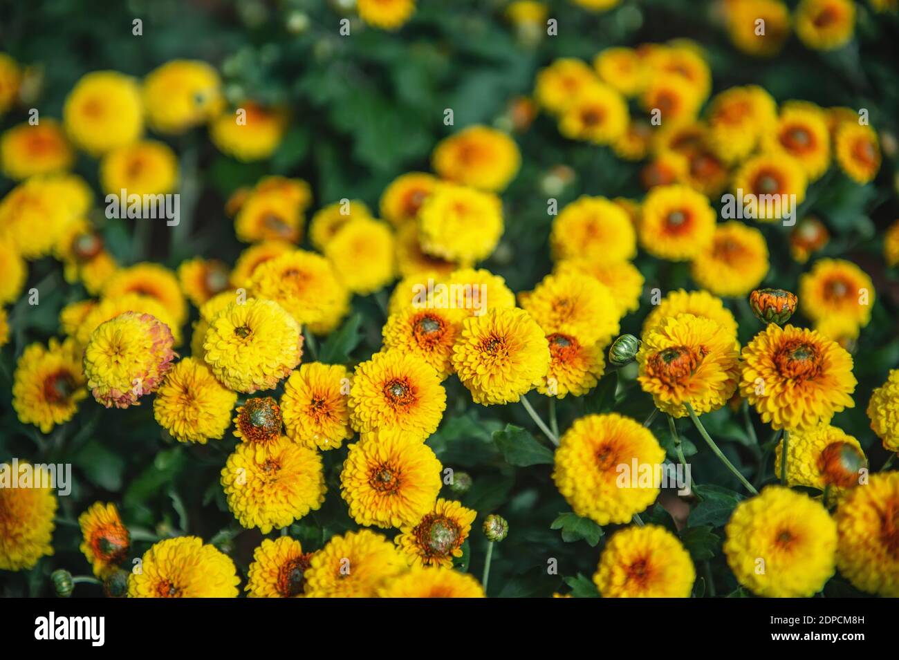 yellow and orange small chrysanthemums on a blurry background. In autumn, beautiful bright dense chrysanthemum bushes bloom luxuriantly in the garden. Stock Photo