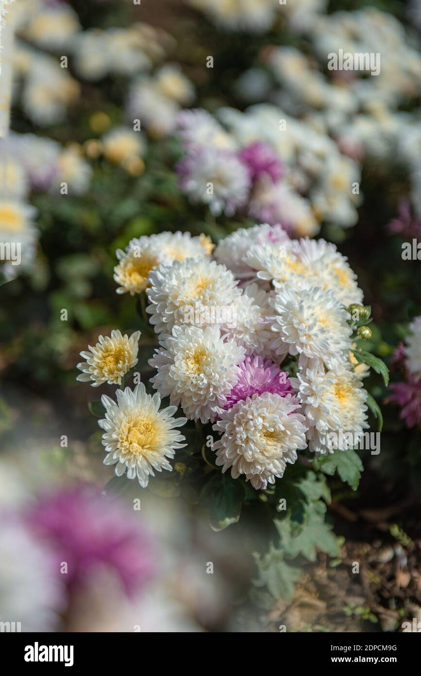 pink chrysanthemums on a blurry background. Beautiful bright chrysanthemums bloom luxuriantly in the garden in autumn. Garden plants of different vari Stock Photo