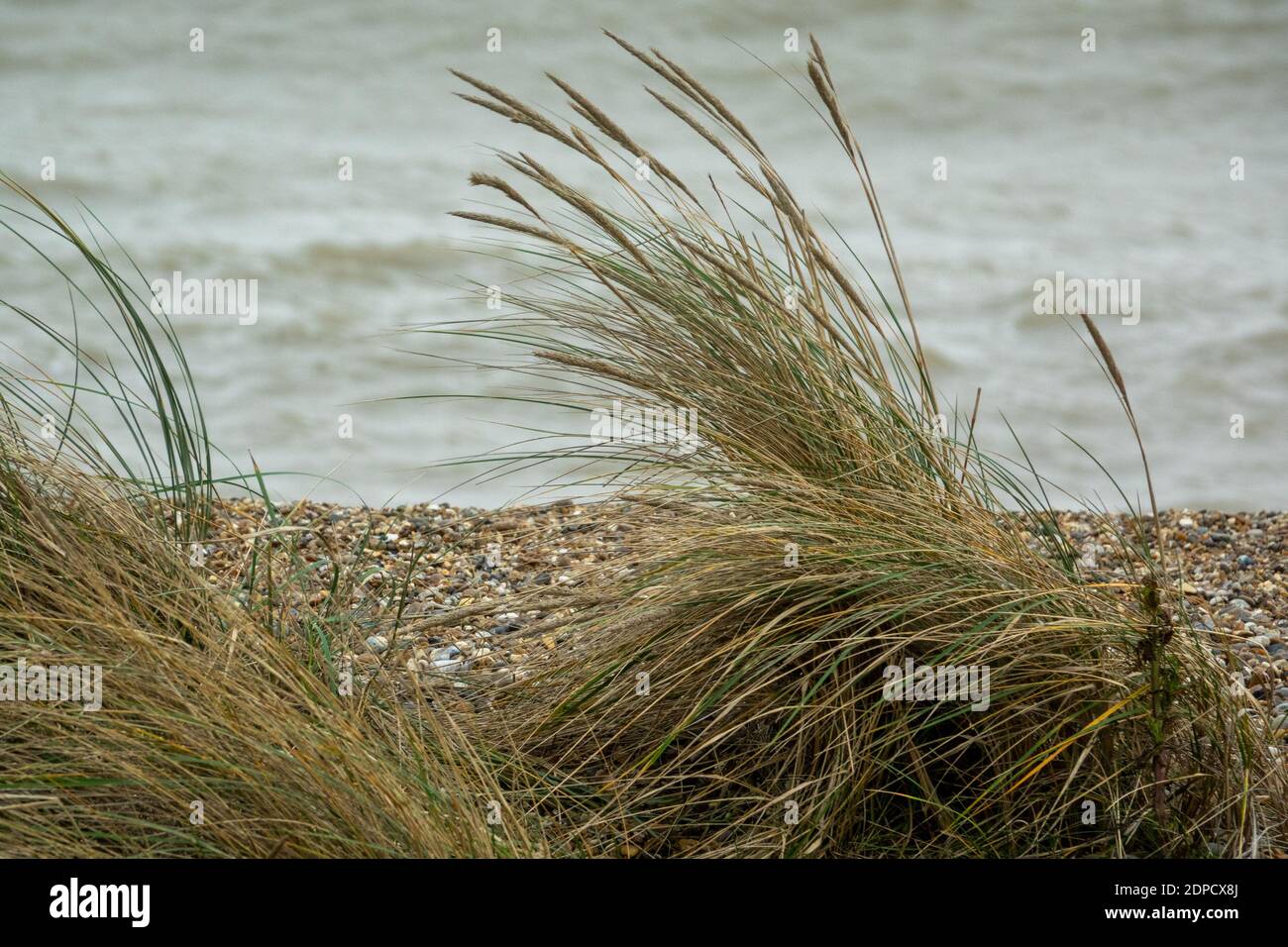 Marram grass shigle beach Minsmere beach Dunwich Stock Photo
