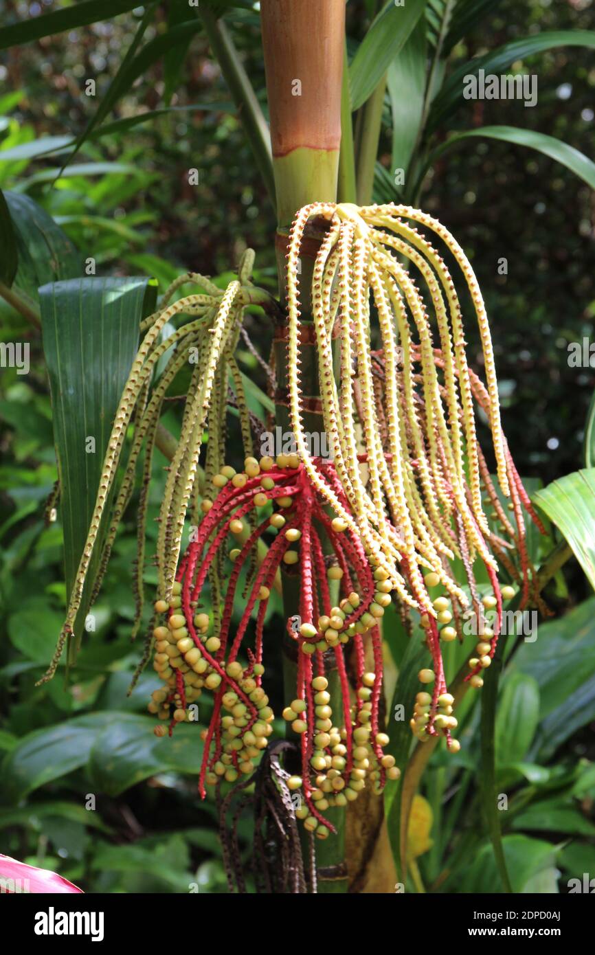 Close up of the inflorescences and fruit of a bamboo tree in a tropical