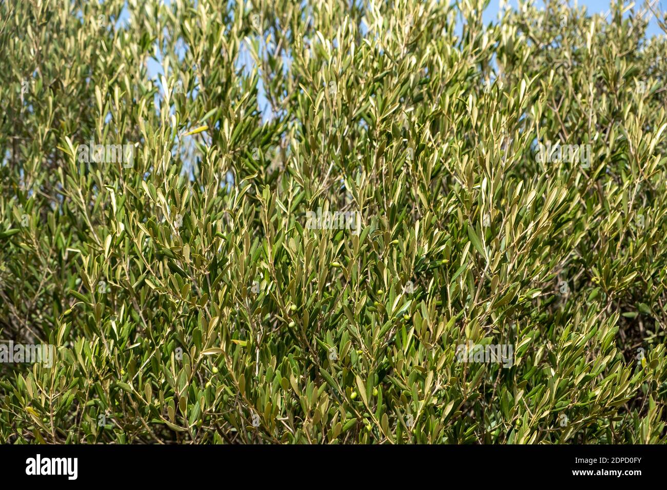 Olive tree branch, blue sky background. Wild trees foliage, greek island, mediterranean flora Stock Photo