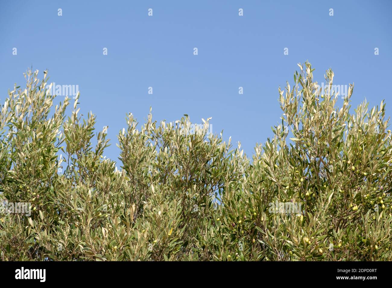 Olive tree branch against clear blue sky background. Wild trees in a greek island, mediterranean flora Stock Photo