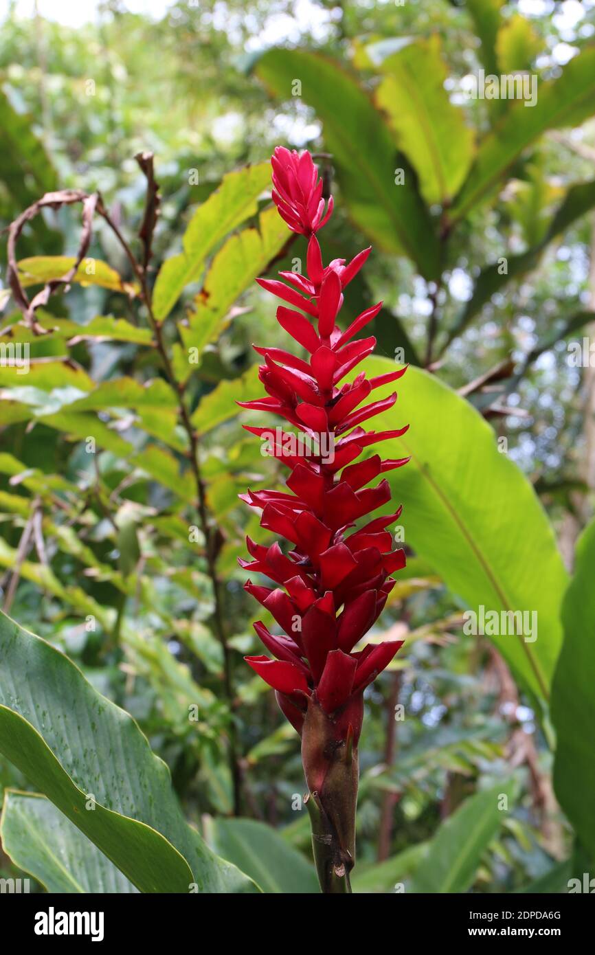 A flowering Ginger plant in a tropical rainforest in Haiku, Maui, Hawaii, USA Stock Photo Alamy