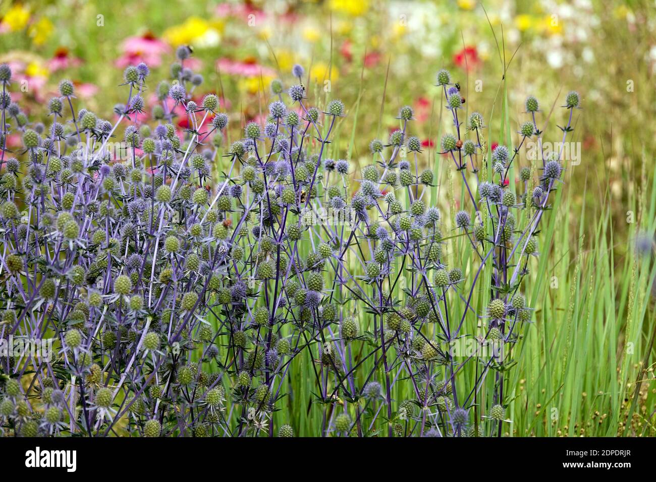 Sea holly, Eryngium tripartitum garden border july plants blue flowers Stock Photo