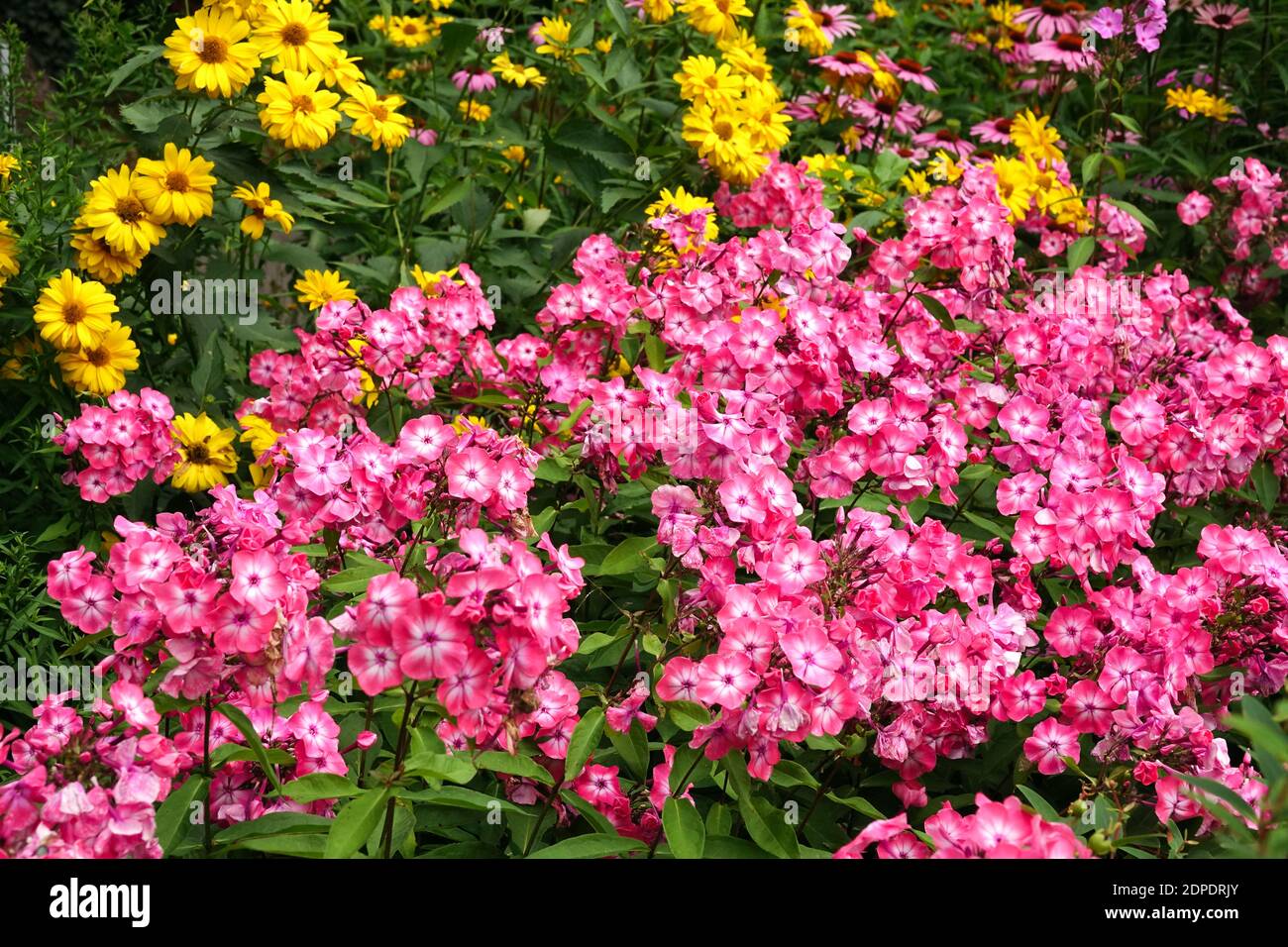 Pink Phlox paniculata summer border Heliopsis flowers in garden bed Stock Photo