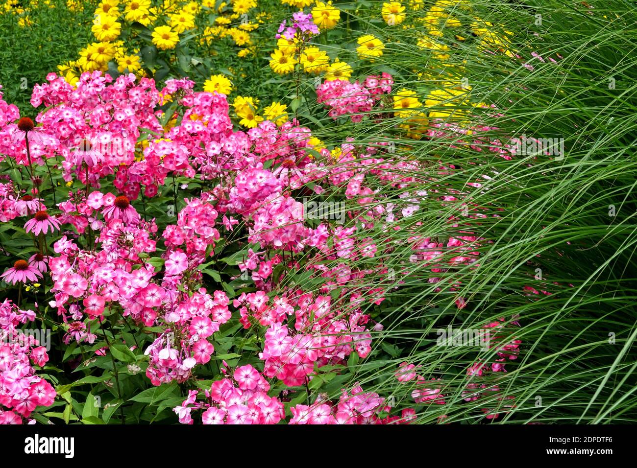 Summer flower bed Phlox paniculata Heliopsis Grass herbaceous border perennials Stock Photo