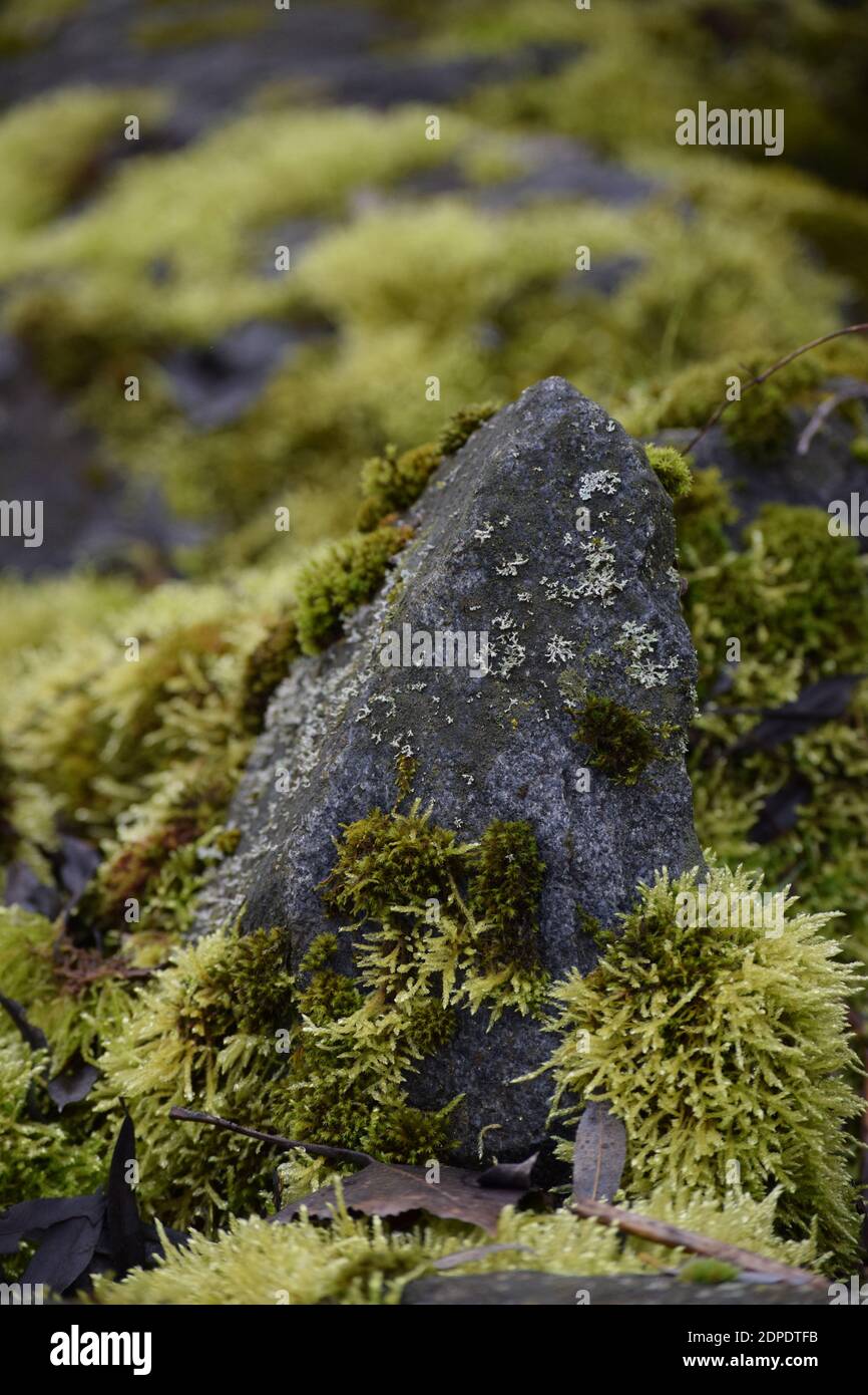River feather-moss on Gravel by a Stream Stock Photo