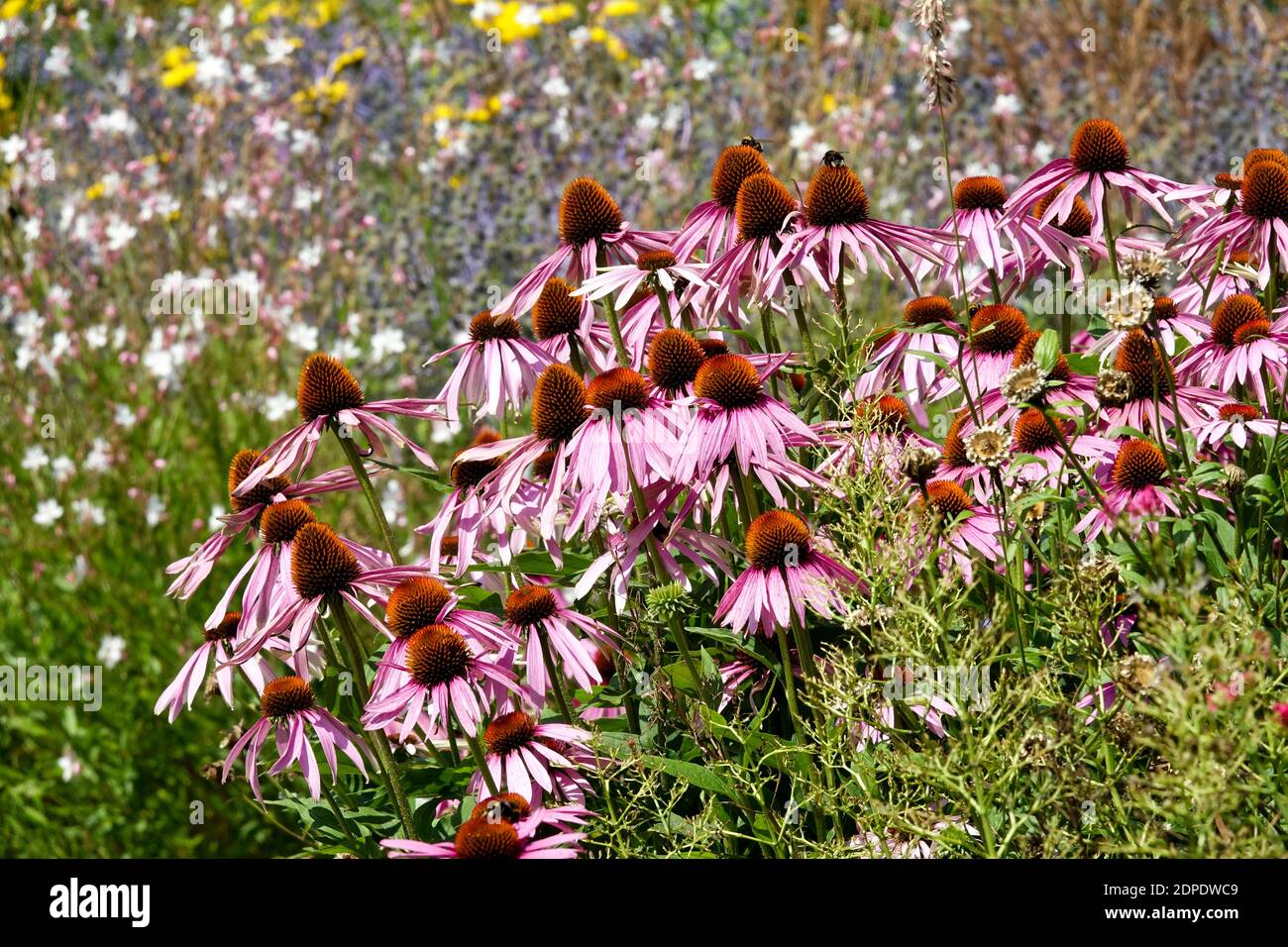 Garden border Echinacea purpurea Coneflowers herbaceous border plant