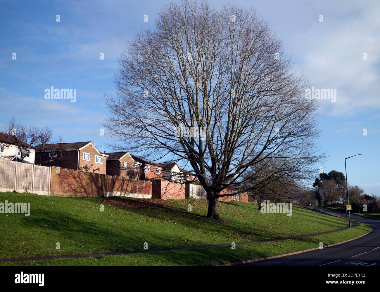 A Turkey Oak tree in winter, Woodloes Park Estate, Warwick, Warwickshire, England, UK Stock Photo