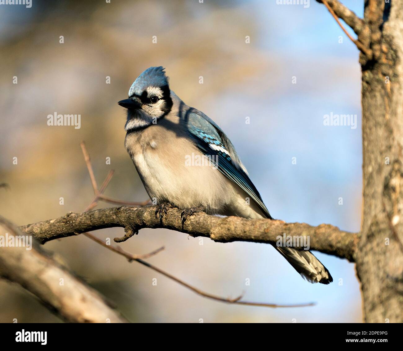 Blue Jay Stock Photo. Blue Jay close-up perched on a branch with a blur background in the forest environment and habitat displaying blue feather. Stock Photo