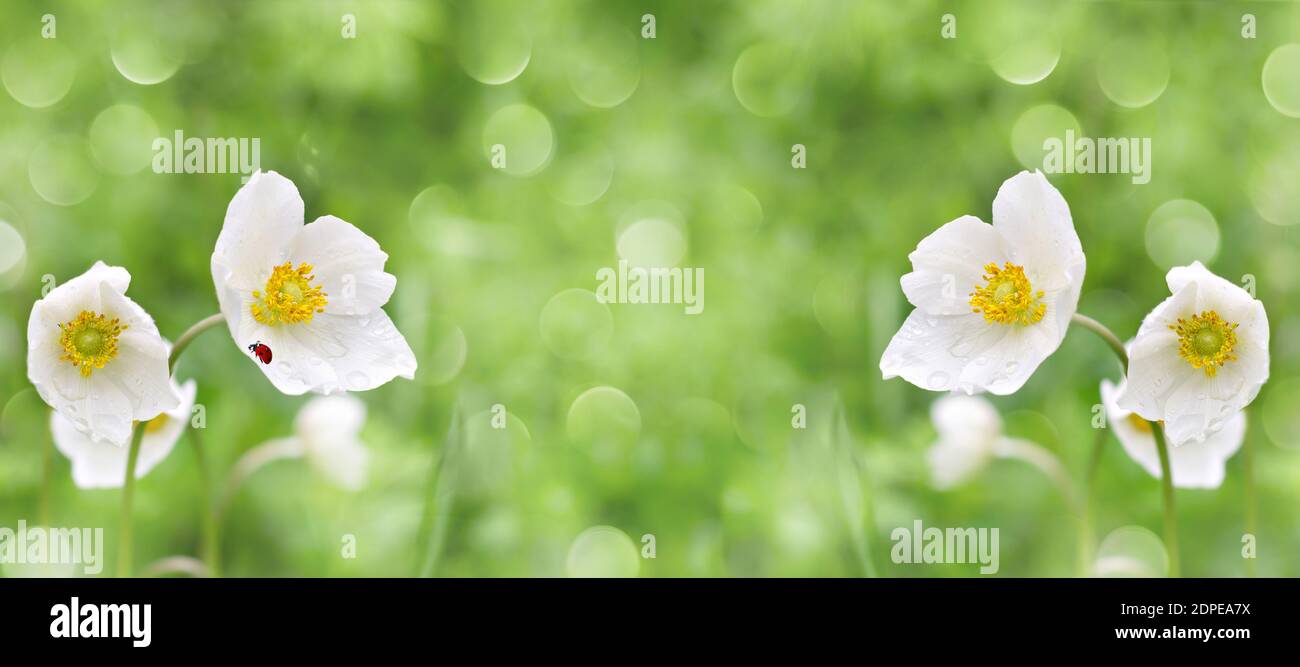 Defocused widescreen background with blooming anemone anemone and ladybug, in water drops Stock Photo