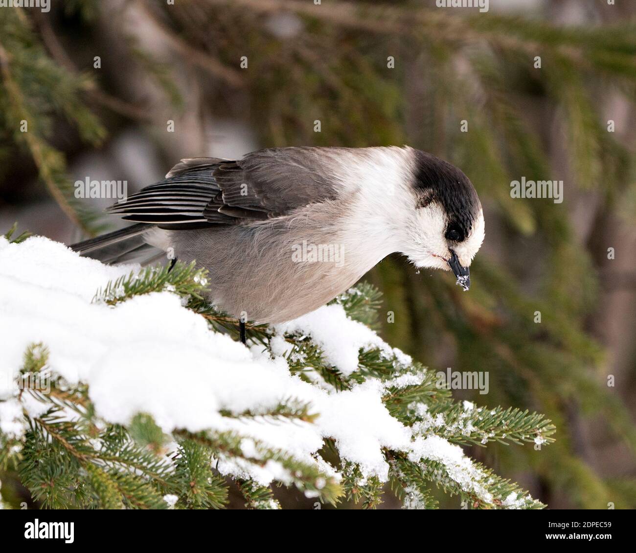 Grey Jay perched on branch with blur background in its environment and habitat. Image. Picture. Portrait. Christmas card. Grey Jay Stock Photos. Stock Photo