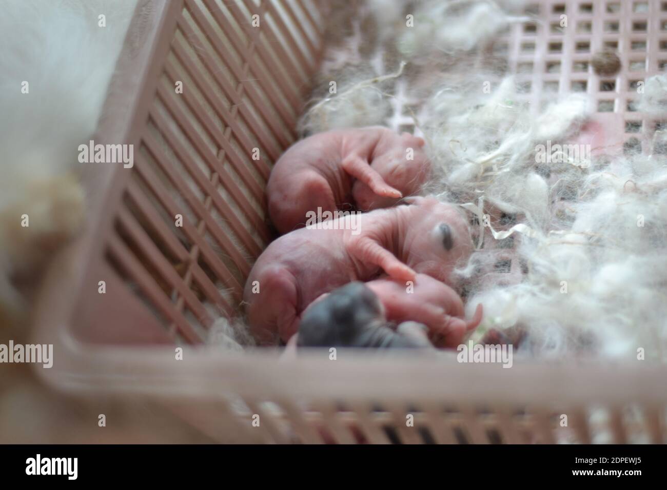 Wicker cage hi-res stock photography and images - Alamy