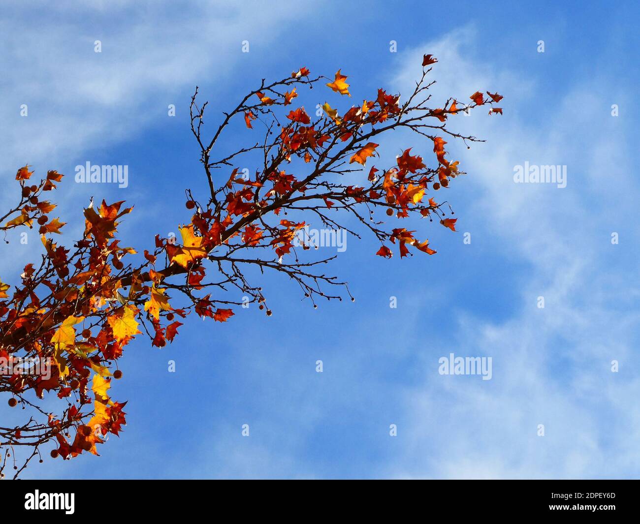 A low angle shot of an autumn tree branch on a blue sky backgrou Stock ...