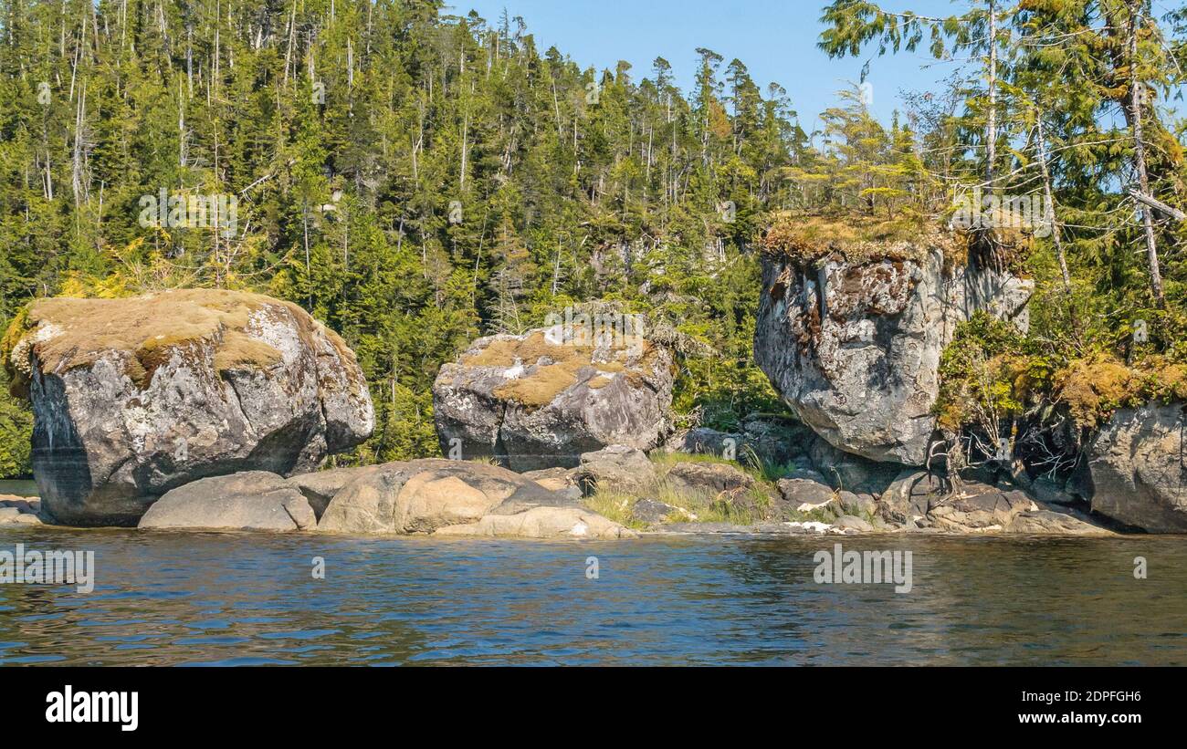 Three huge, moss-topped, textured granite boulders stand in a row along a low rocky shoreline in a remote forested area of coastal British Columbia. Stock Photo