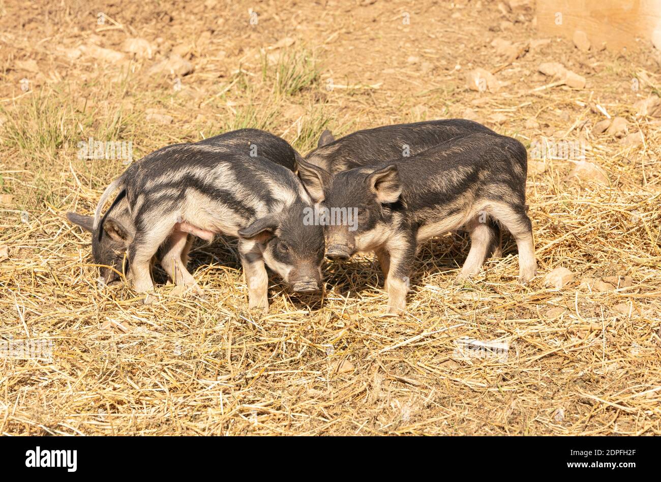 Wooly baby pigs in a farm Stock Photo Alamy