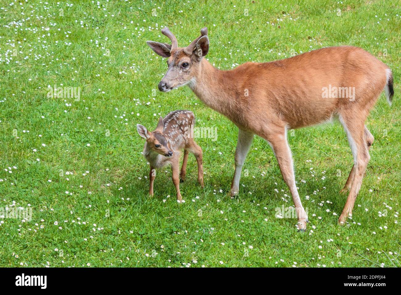 On a green lawn spotted with daisies, a male Columbian black-tailed deer with short, velvety antlers looks after a tiny spotted fawn (springtime). Stock Photo