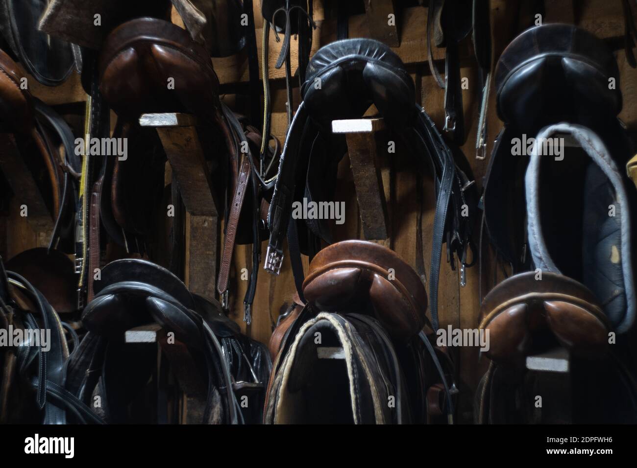 leather horse saddles hanging on the wall Stock Photo Alamy