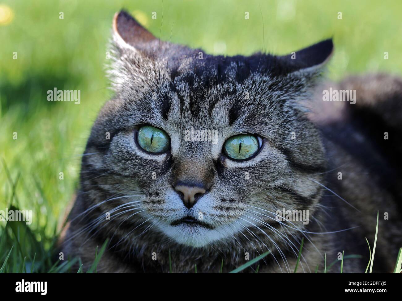 A funny strange look of a cat Stock Photo