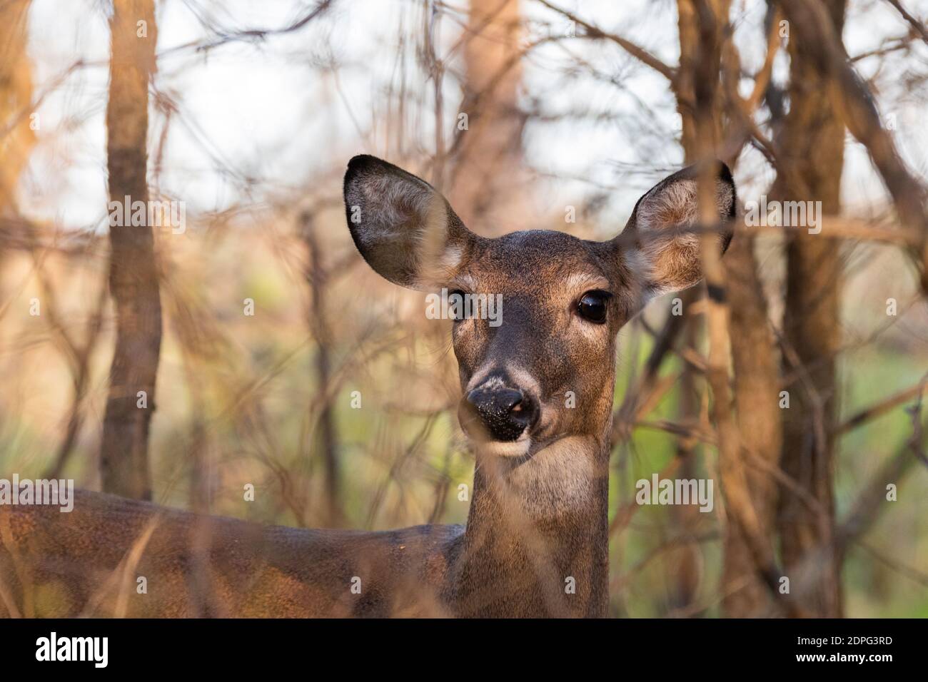 Close up of a female White-tailed Deer standing in some trees as she listens and watches for danger. Stock Photo