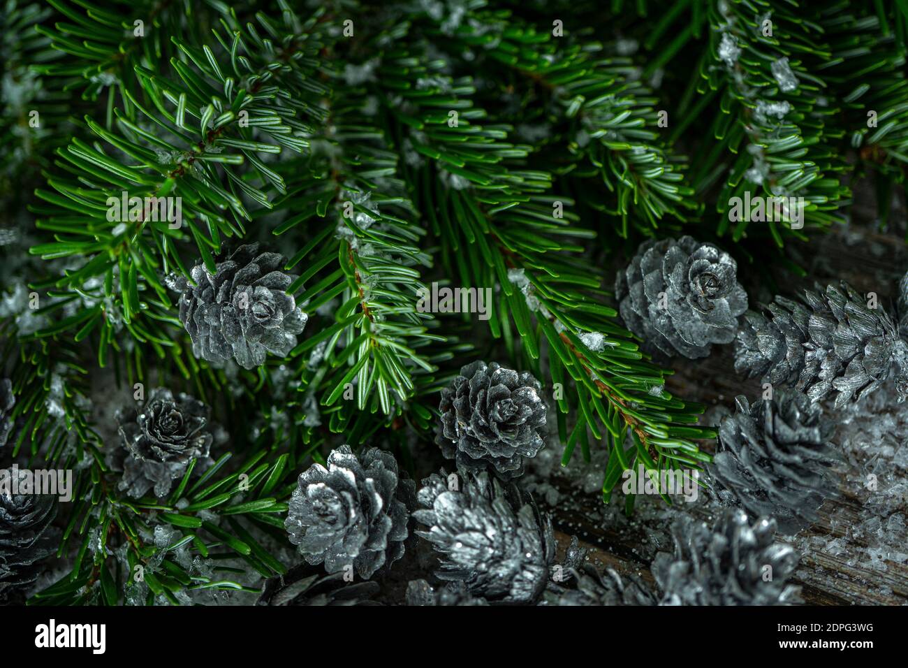 Fir tree branches and silver painted pine cones on a wooden snow ...