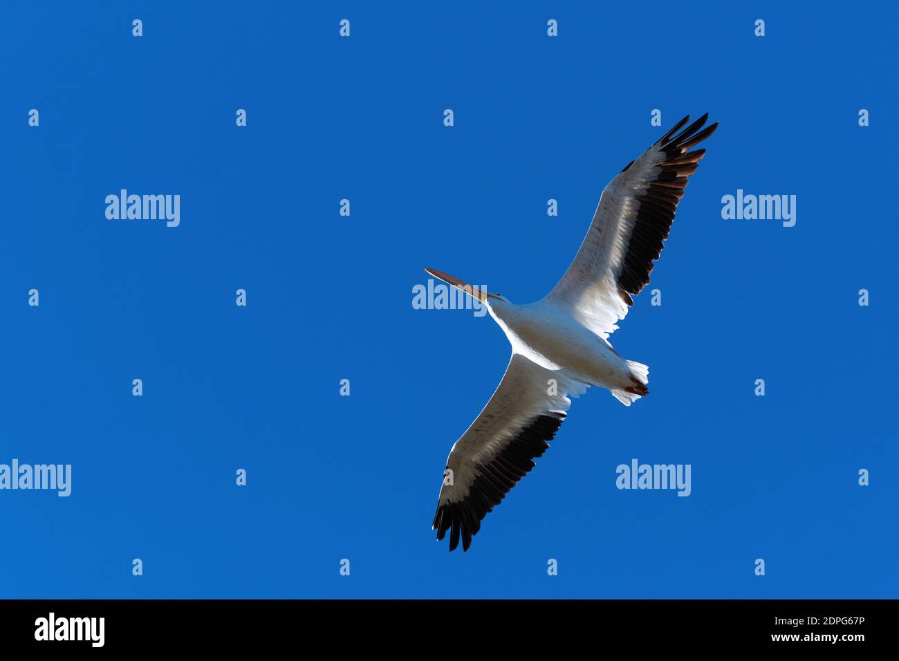 A solitary White Pelican with its wings spread showing the black tipped