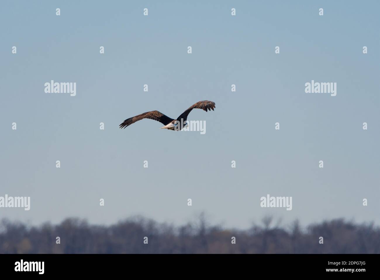 A Bald Eagle flying away over a lake on a sunny Autumn day with the sunlight shining on the feathers of its back, wings, and white tail feathers. Stock Photo