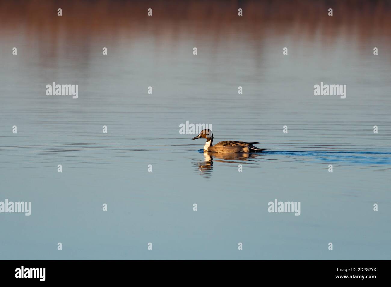 Northern pintail duck hi-res stock photography and images - Alamy