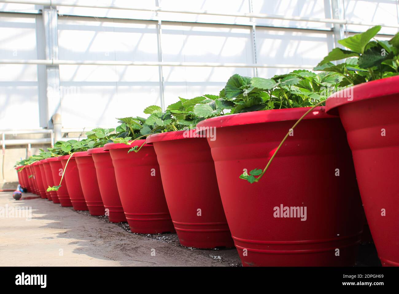 Strawberry plants in pots hires stock photography and images Alamy