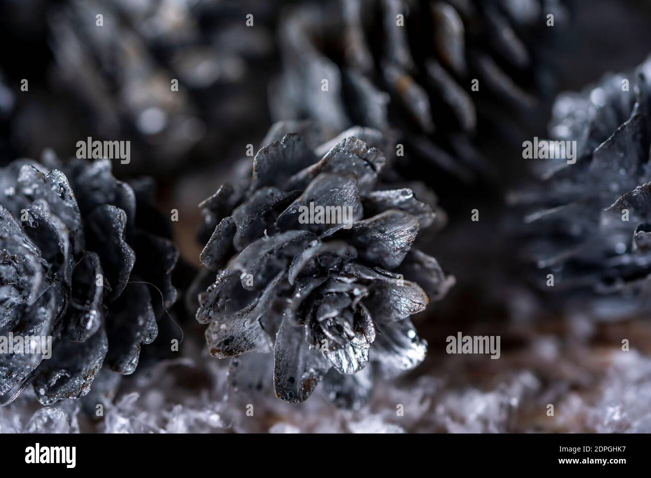 Fir tree branches and silver painted pine cones on a wooden snow ...