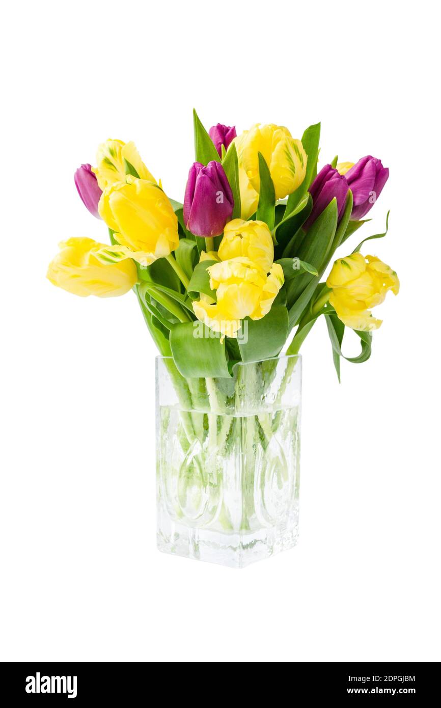 Bouquet of yellow tulips in vase, isolated over white background Stock Photo