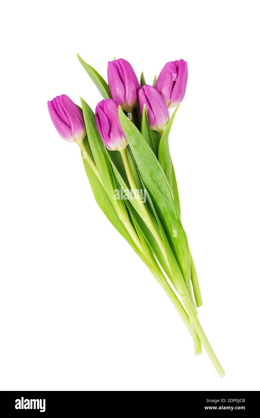 Bouquet of five pink tulips  isolated over white background Stock Photo