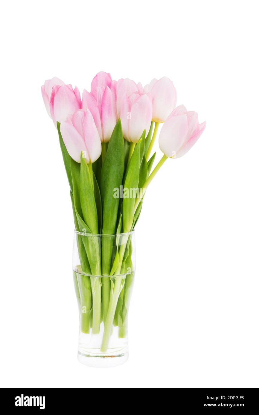Bouquet of fresh pink tulips in vase isolated over white background Stock Photo