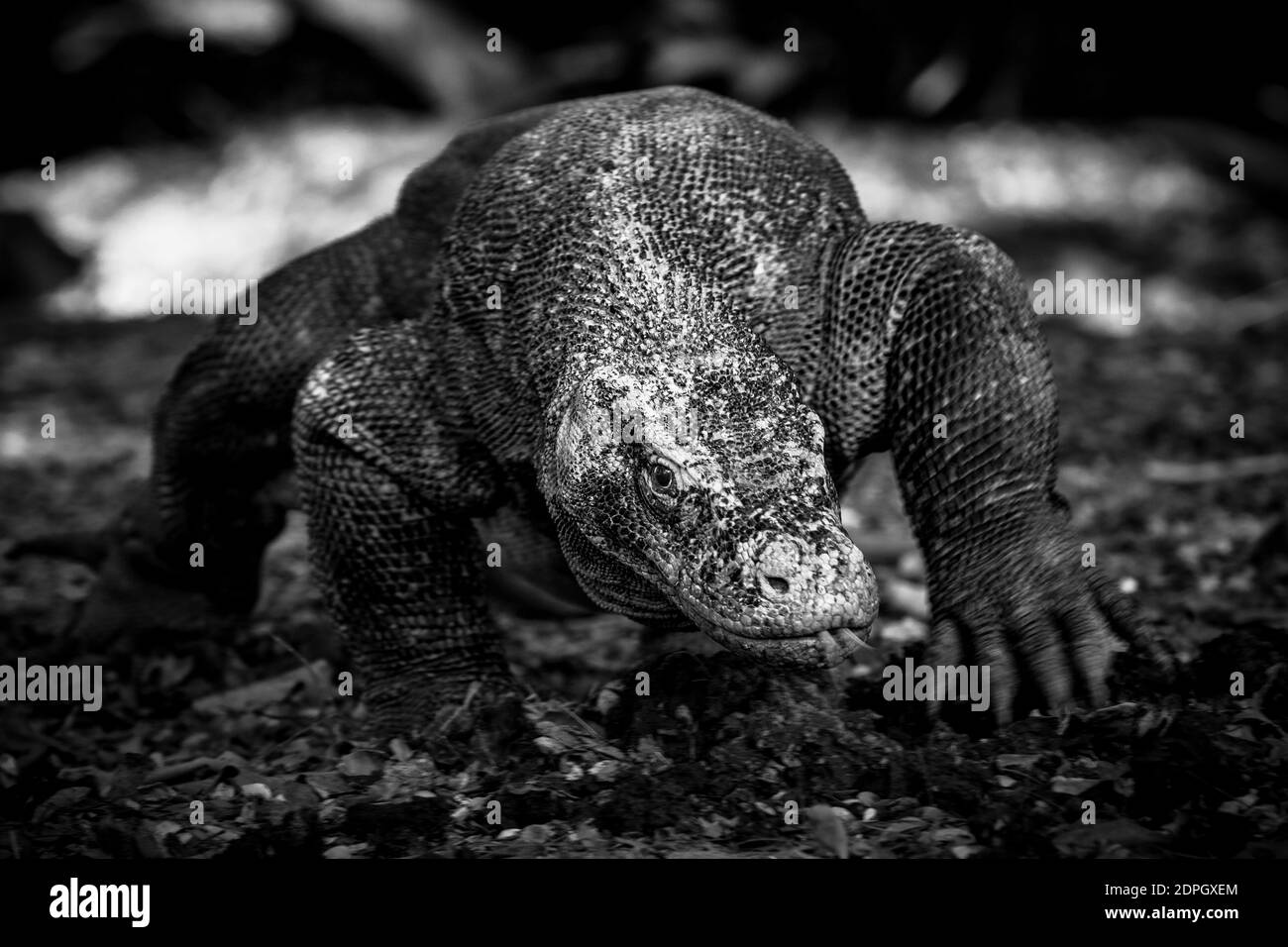 View Of Monitor Lizard On Field Stock Photo Alamy
