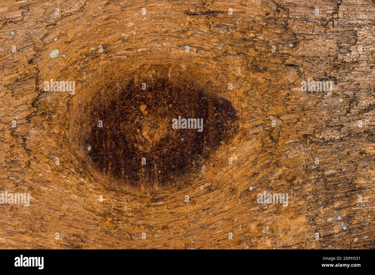 Knot Hole Wood Texture Stock Photo Alamy