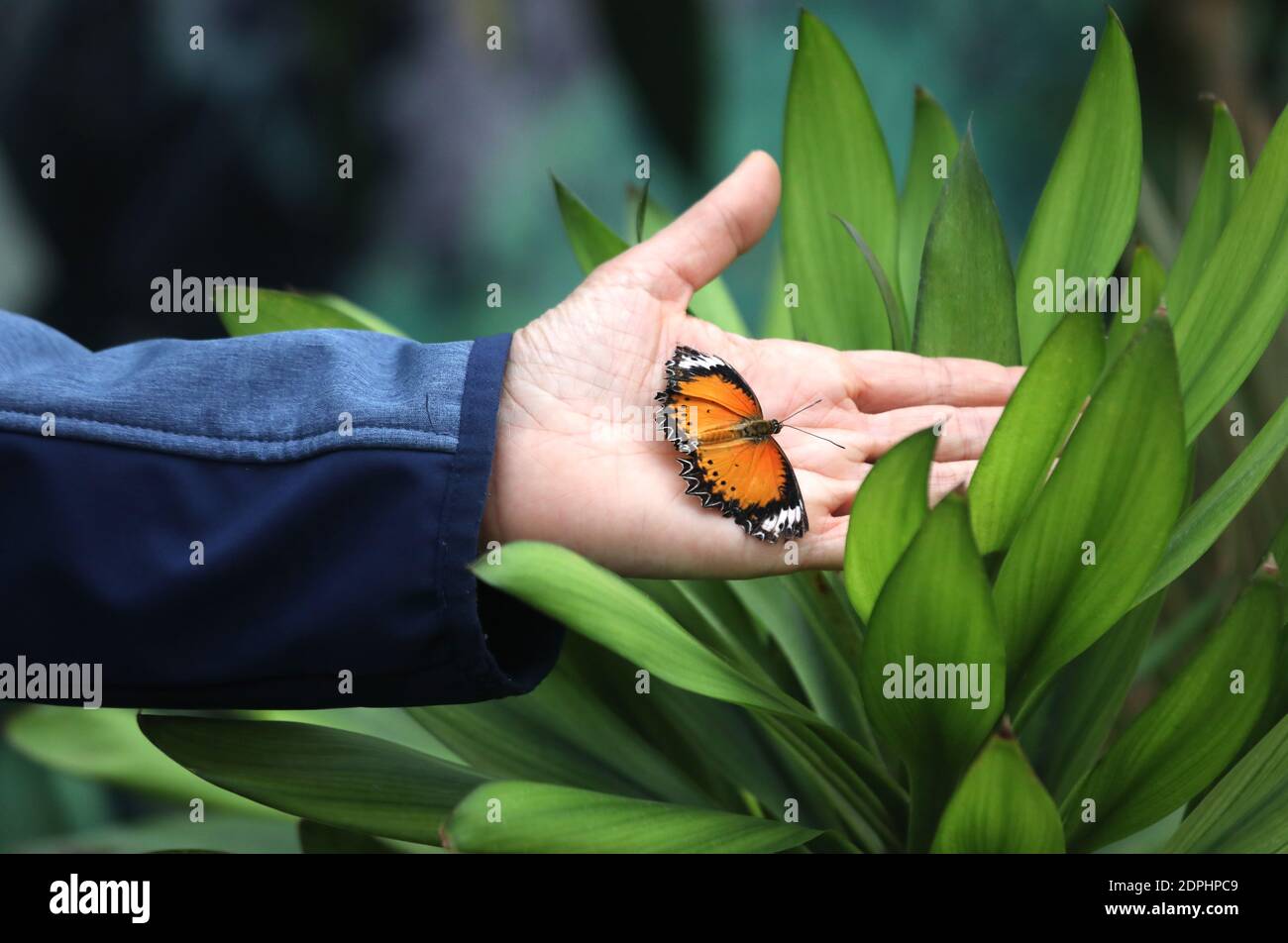 Big Butterfly In The Hand Of The Boy In The Jungle Stock Photo