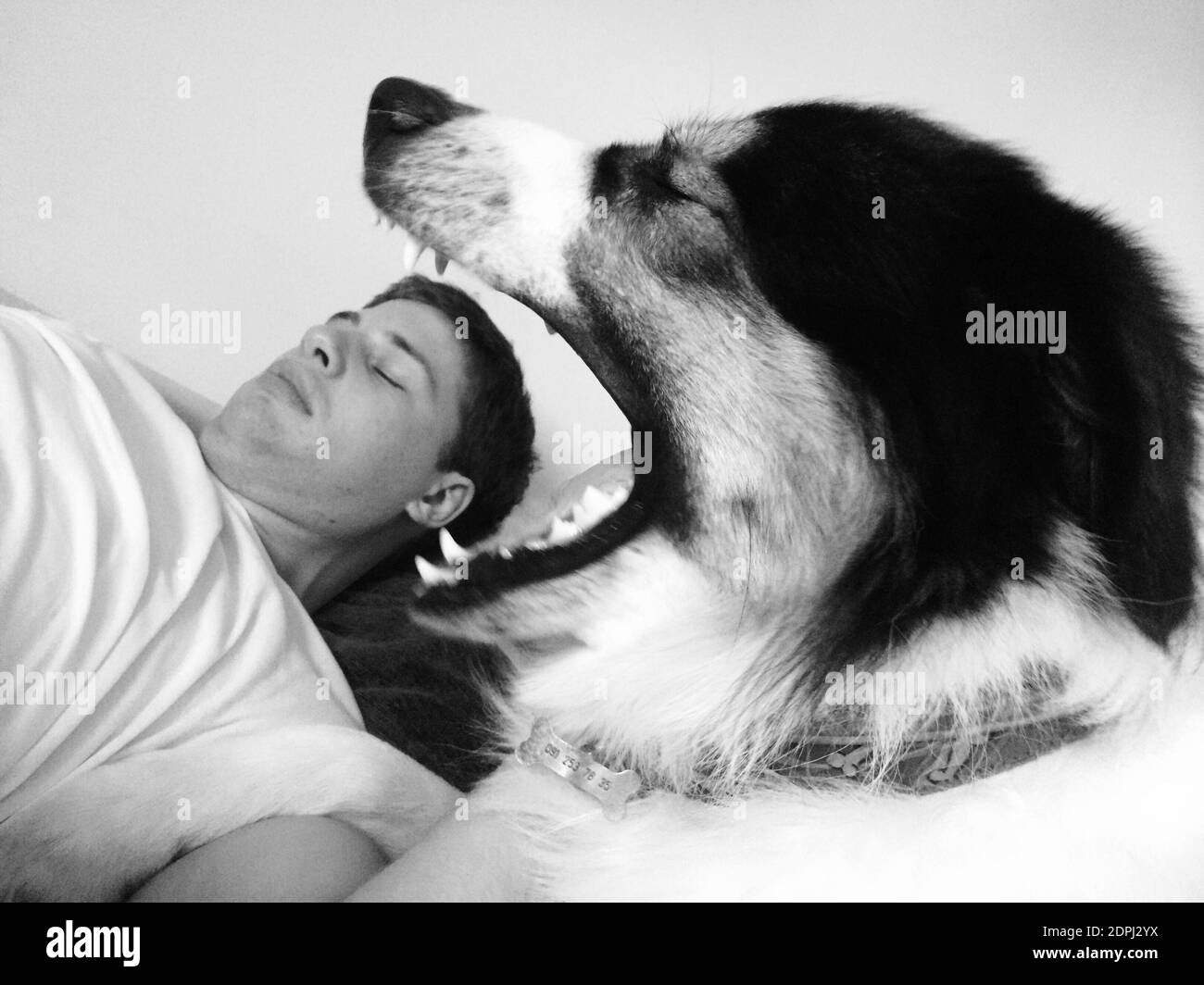 Man Sleeping In Dog Bed Black And White Stock Photos Images Alamy man-sleeping-in-dog-bed-black-and-white-stock-photos-images-alamy