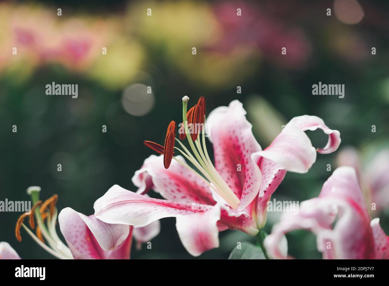 Lil White Lily Lilium Hybrids Blooming In The Garden Gardening Ideas Decorating A Place The Meaning Of White Lilies Pure Love Is Gentle And Sweet As First Love Stock Photo Alamy Lil White Lily Lilium Hybrids Blooming In The Garden Gardening Ideas Decorating A Place The Meaning Of White Lilies Pure Love Is Gentle And Sweet As First Love Stock Photo Alamy