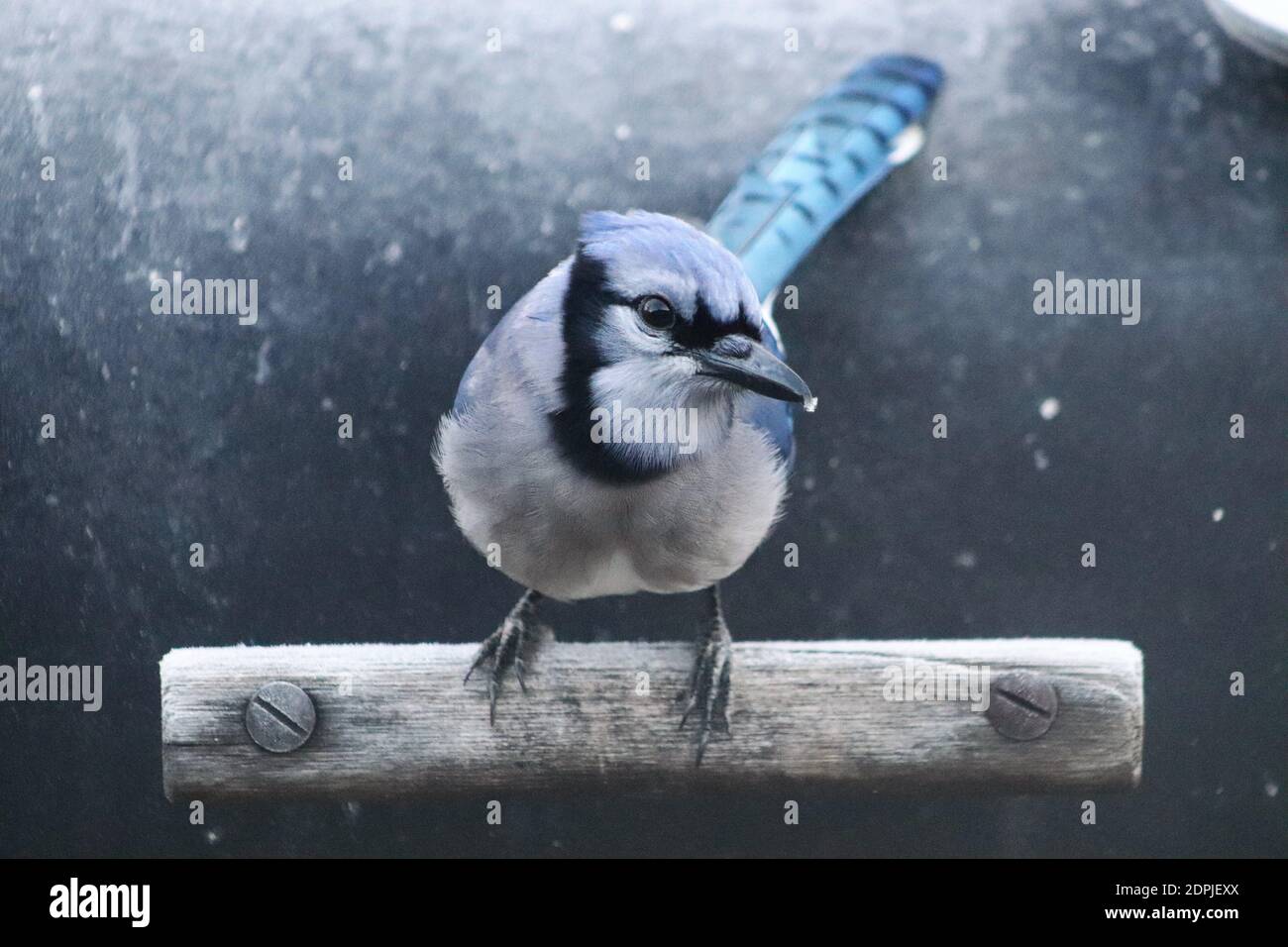 Close-up Of Bluejay Perching On Wood Stock Photo