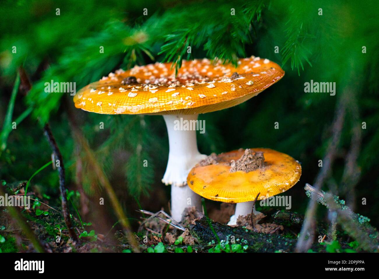 A Pair Of Fly Amanita Mushrooms Under A Pine Tree Stock Photo